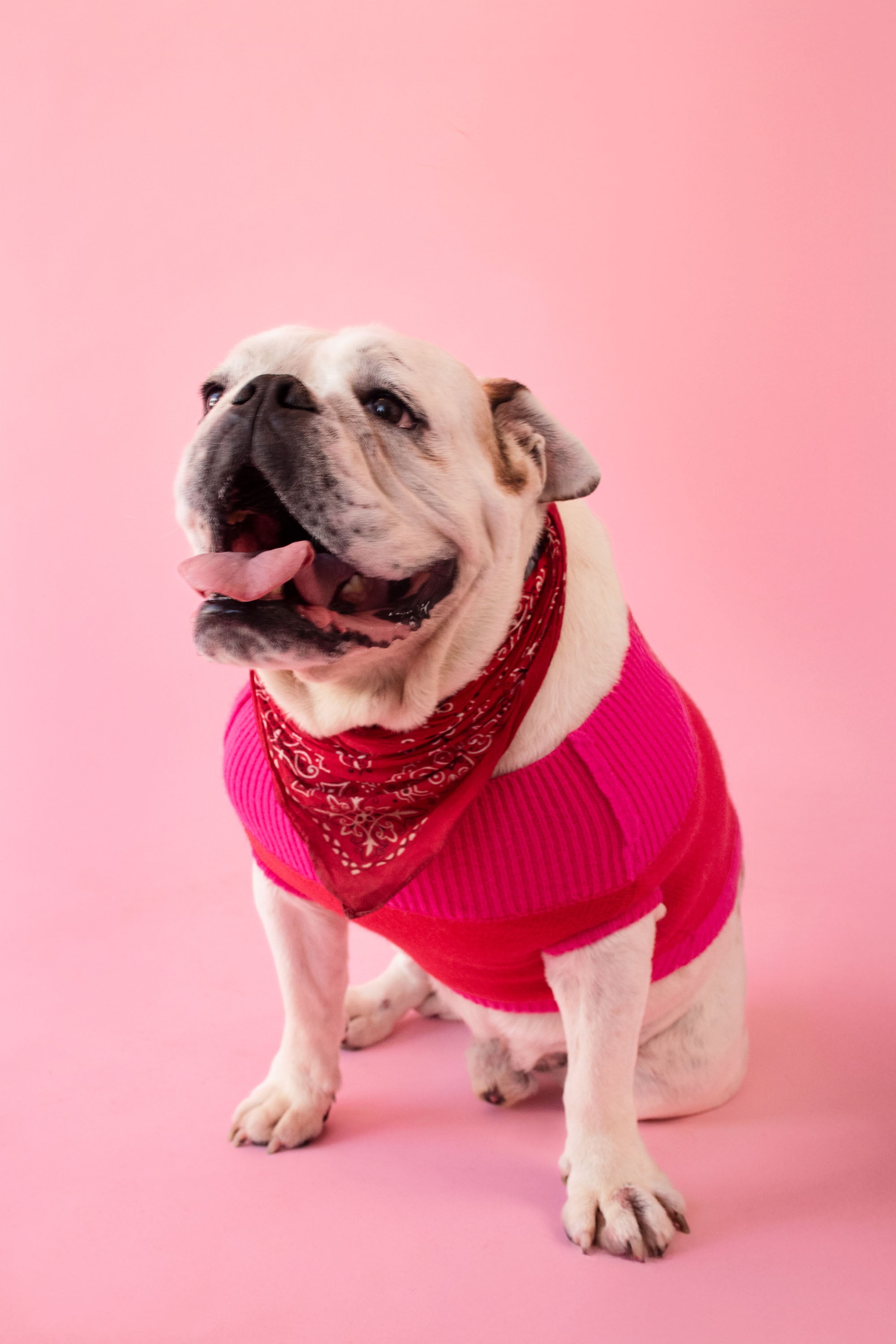 Dog Jumper in Red Pink